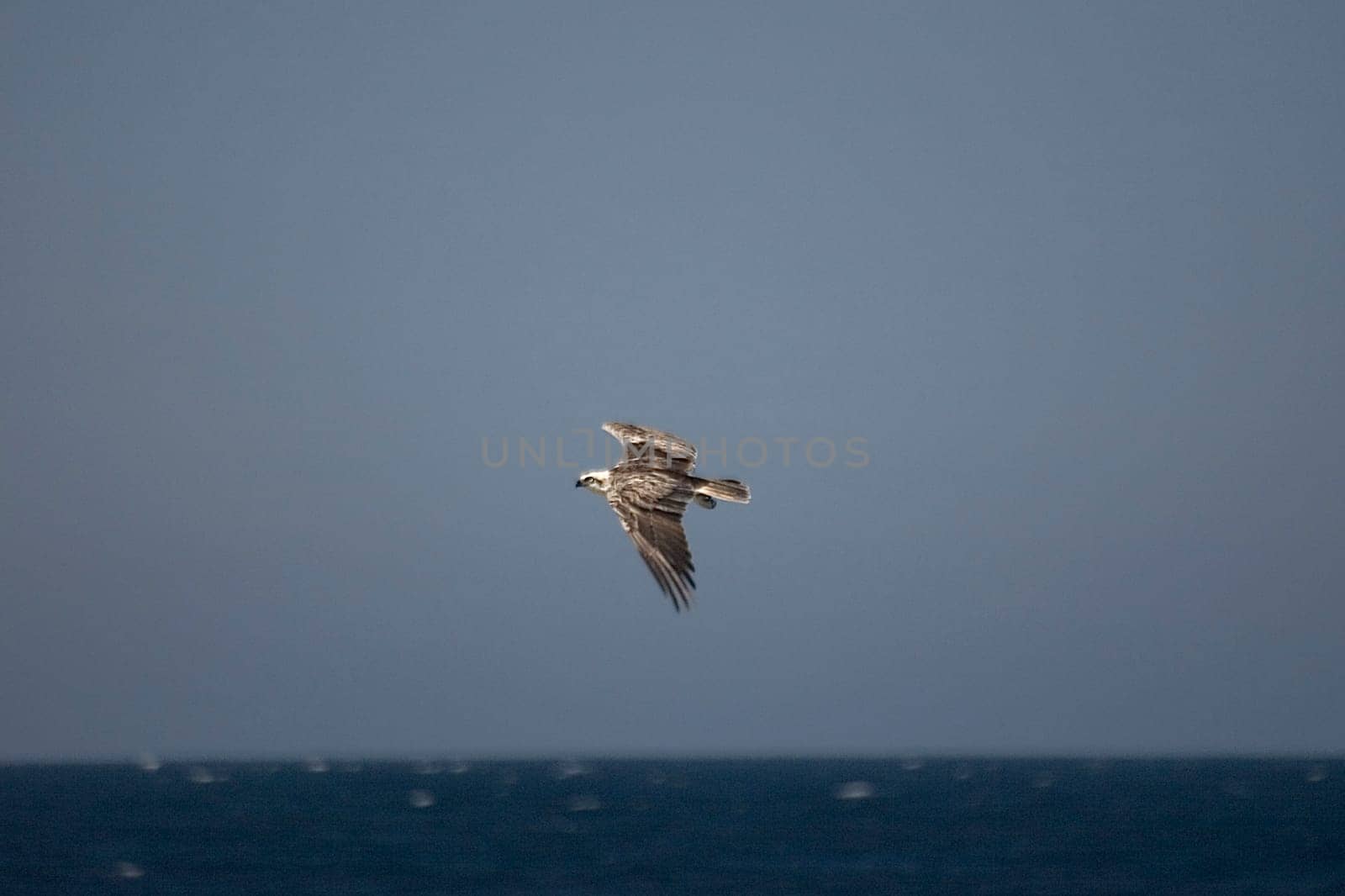 White-tailed eagle,Egypt