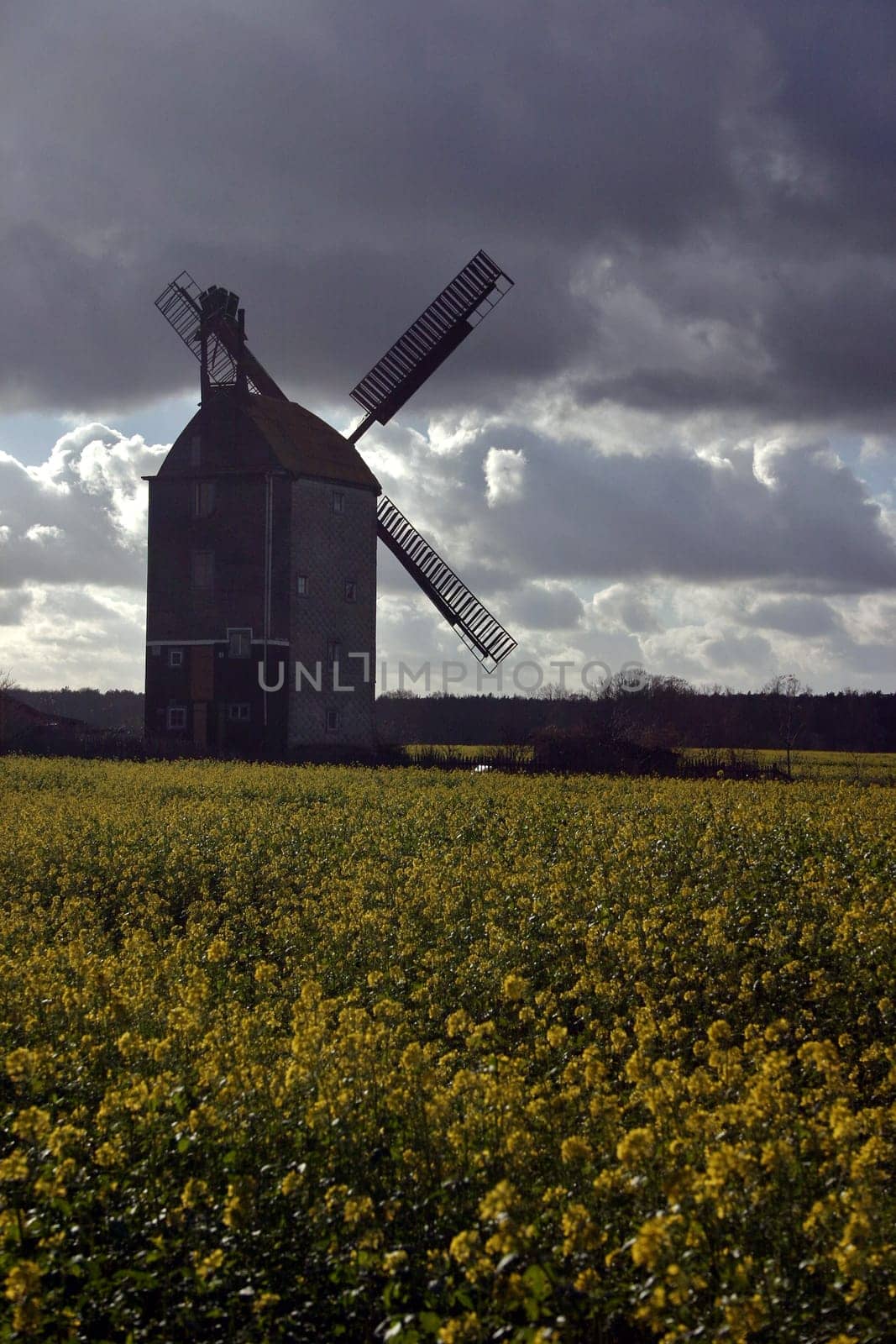 Windmill in the rapeseed field