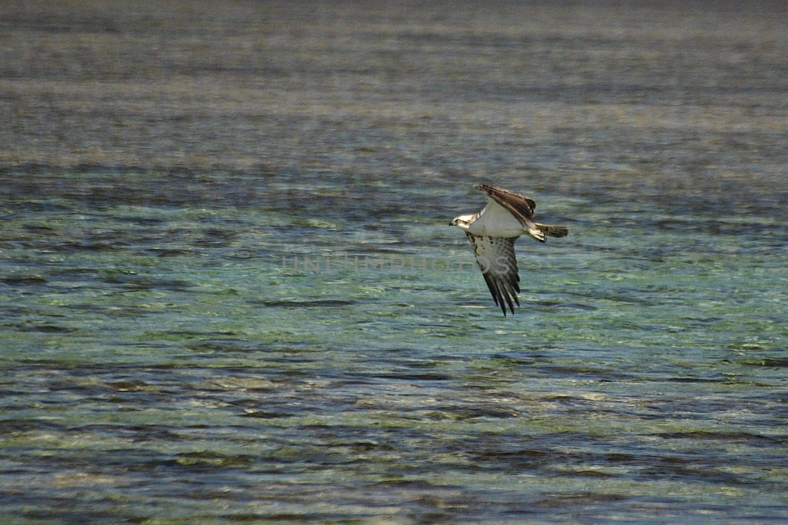 White-tailed eagle,Egypt