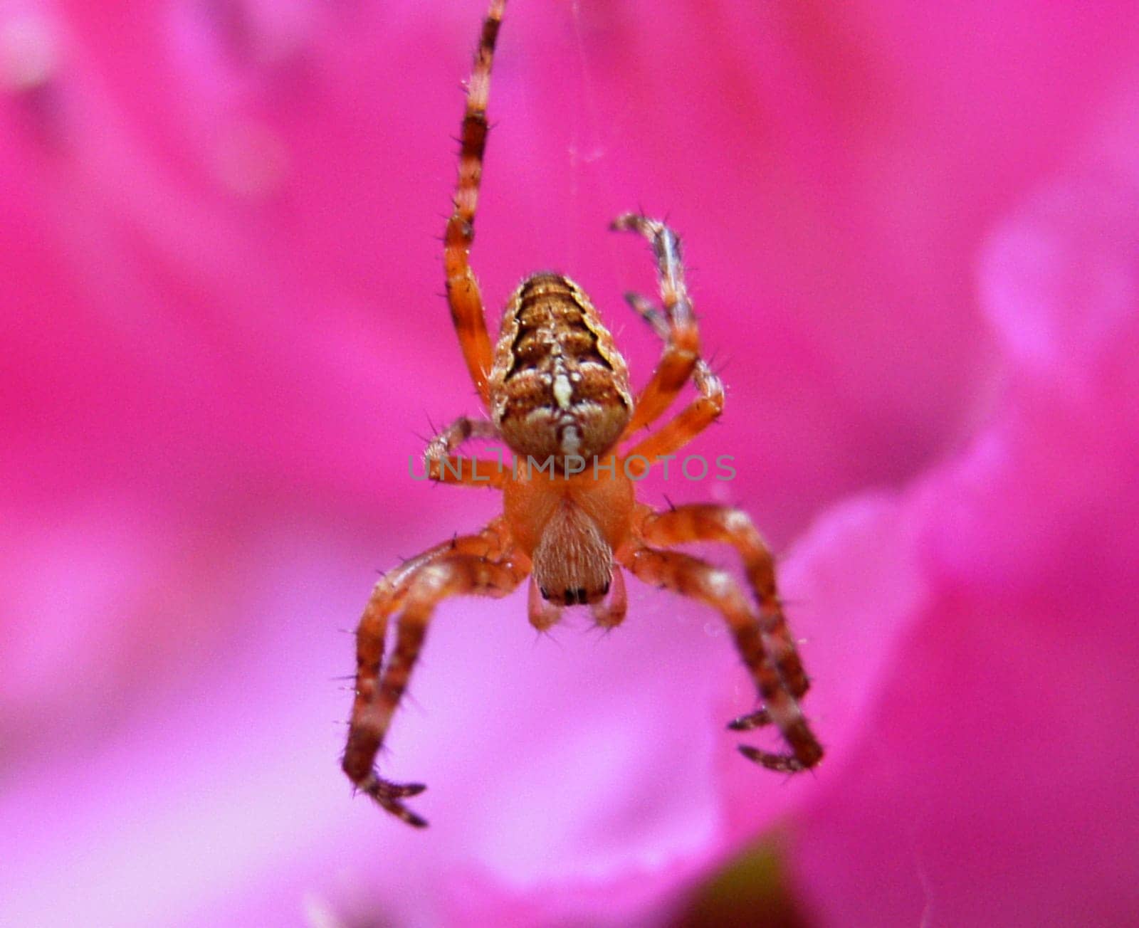 What crawls in front of your lens
