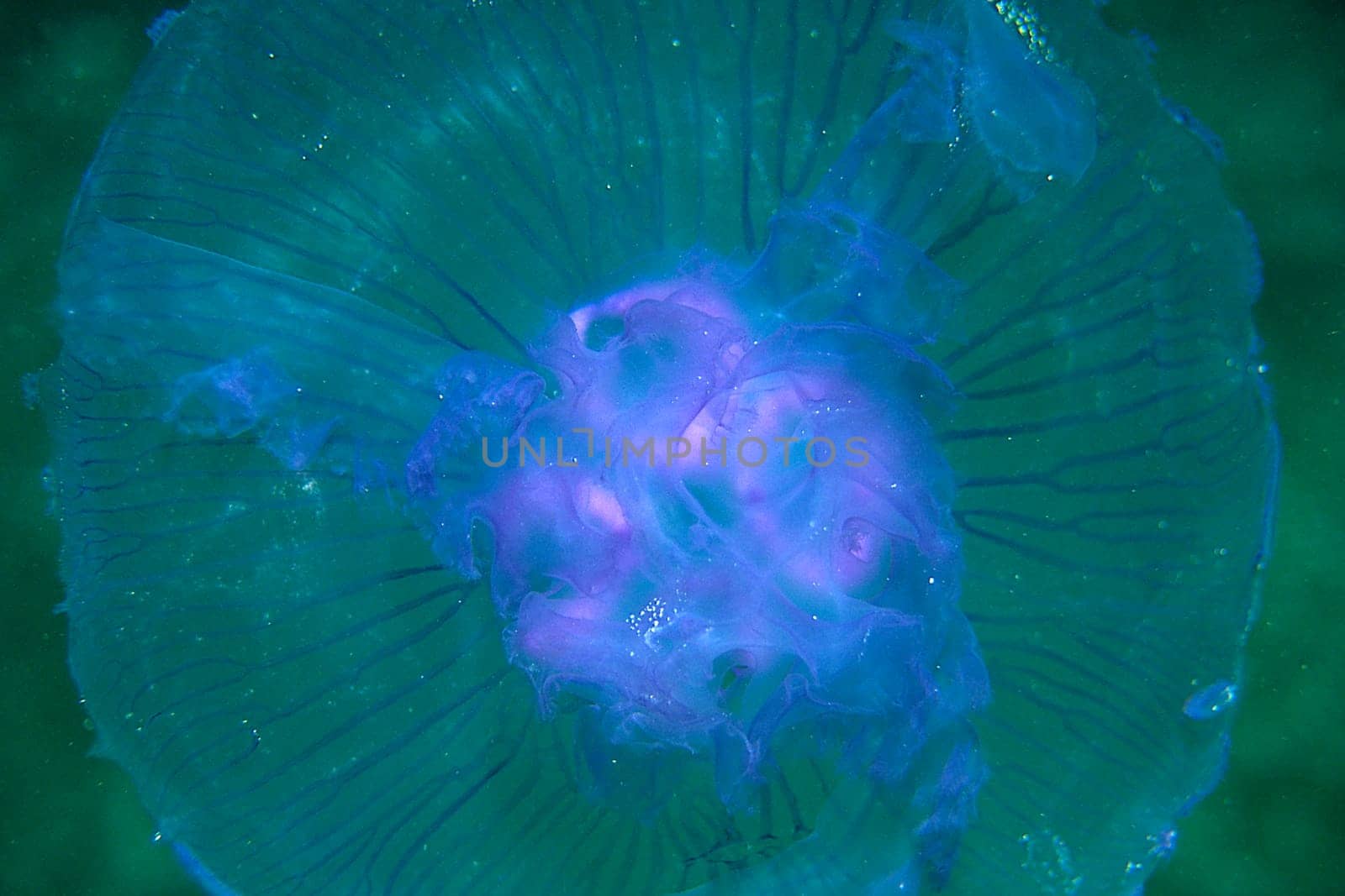 Jellyfish,Red Sea