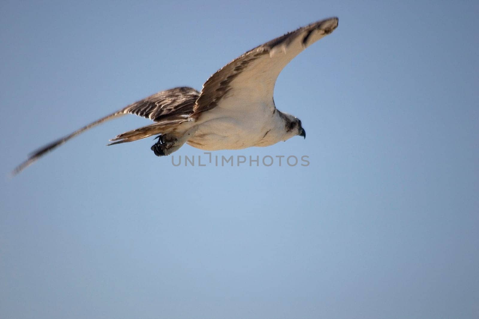 White-tailed eagle,Egypt