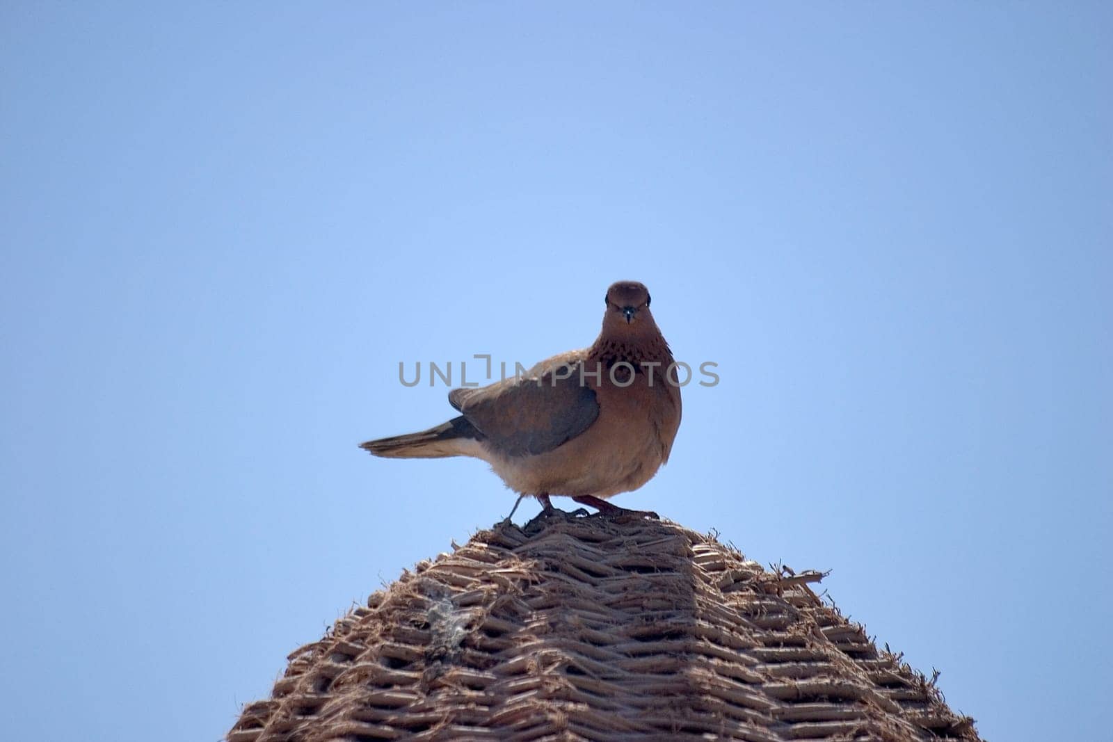 Pigeon on the roof