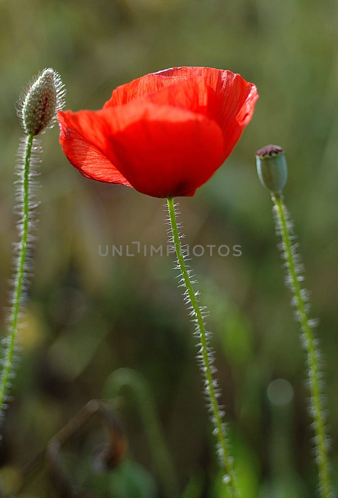 Poppy blossoms