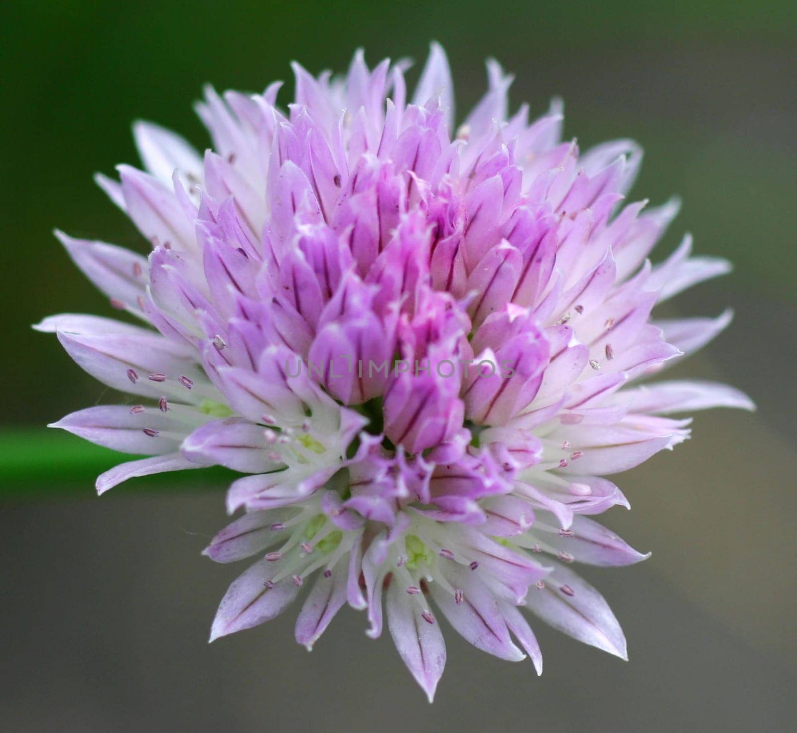 Purple...
