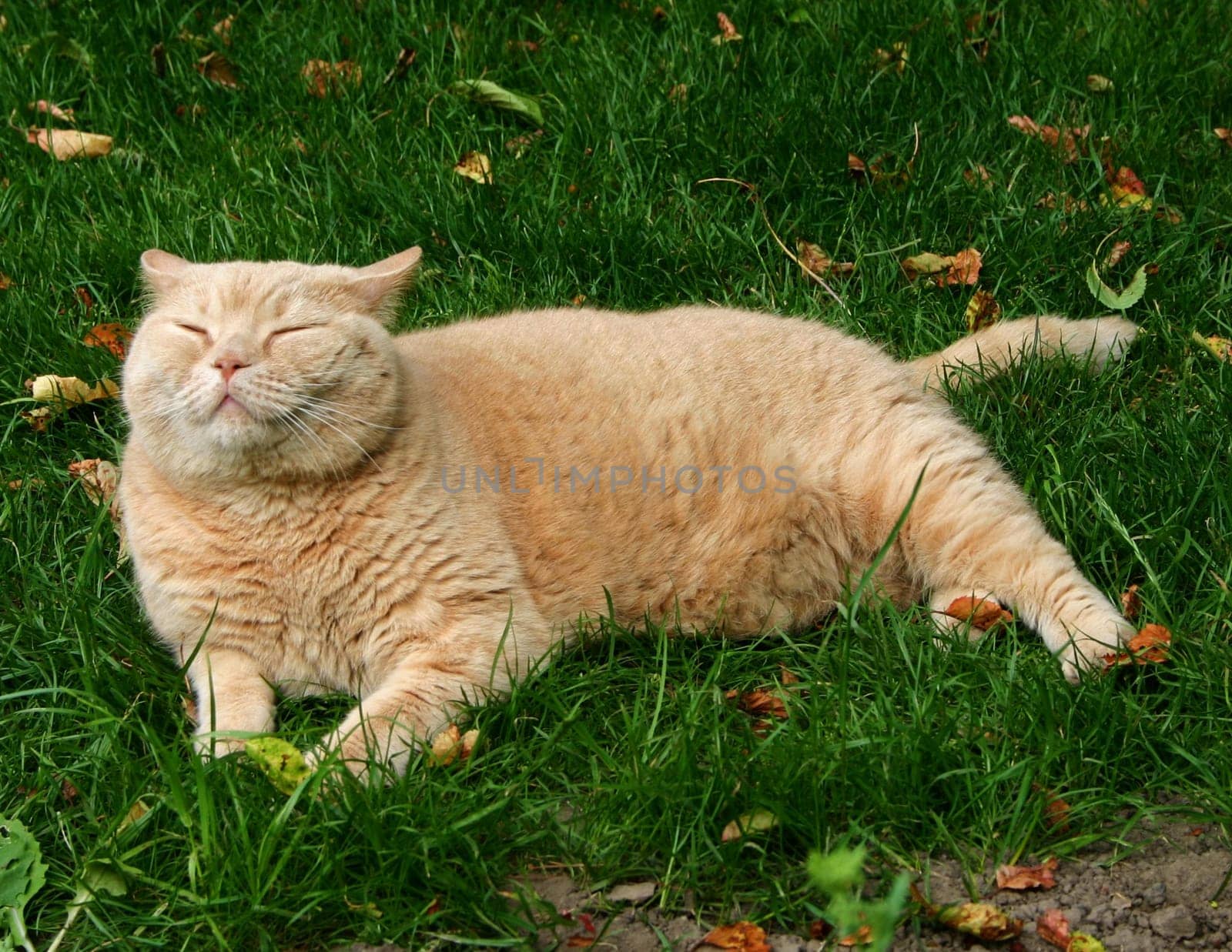 ... Balu at his favorite pastime.... lying around somewhere!!!