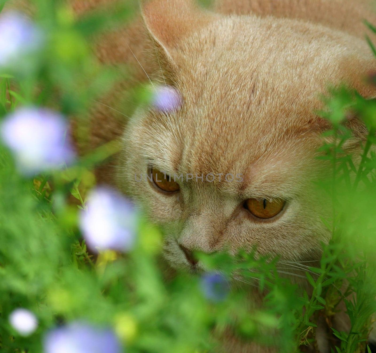 Cat Balu ... takes cover