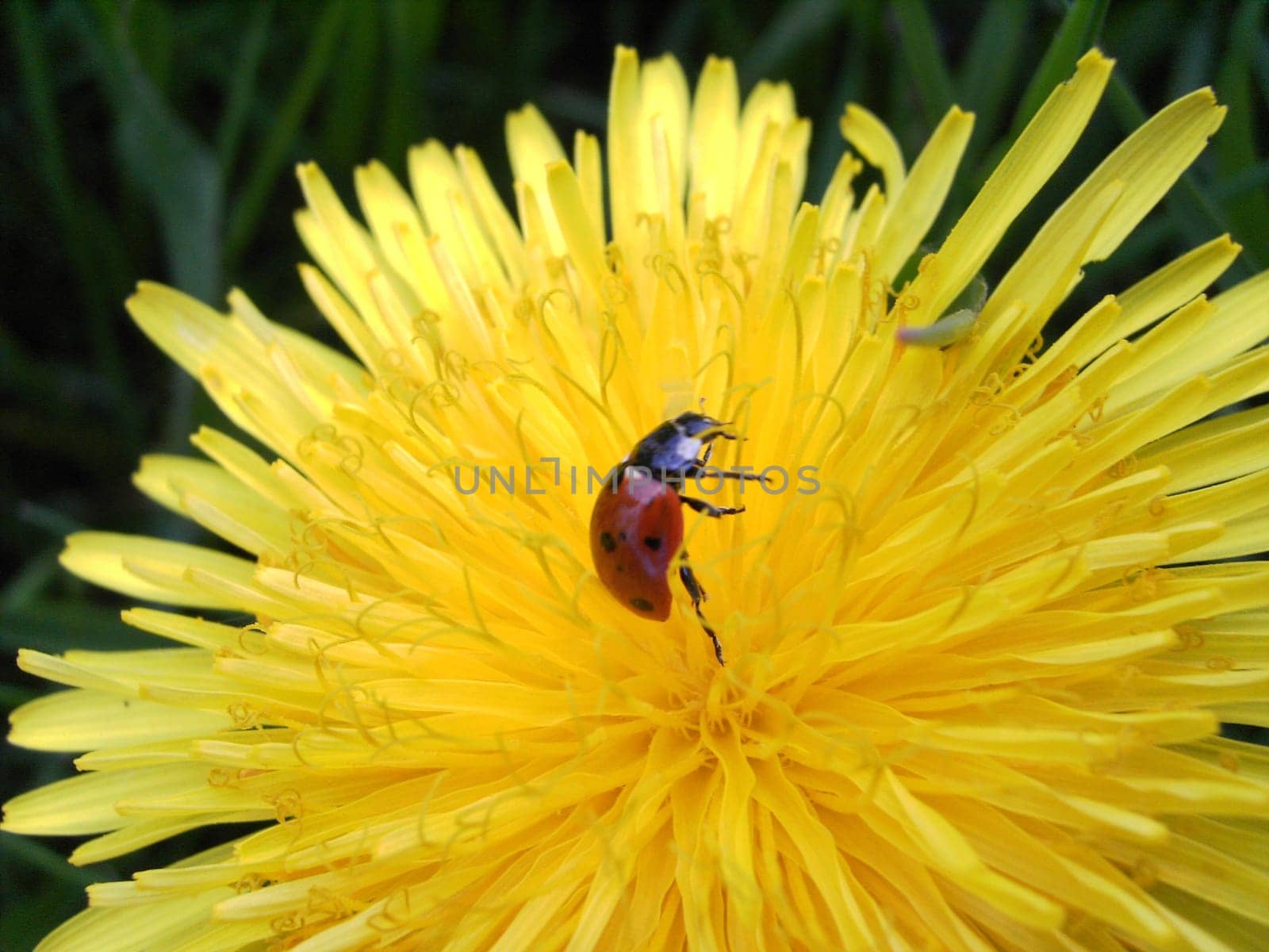 ladybug