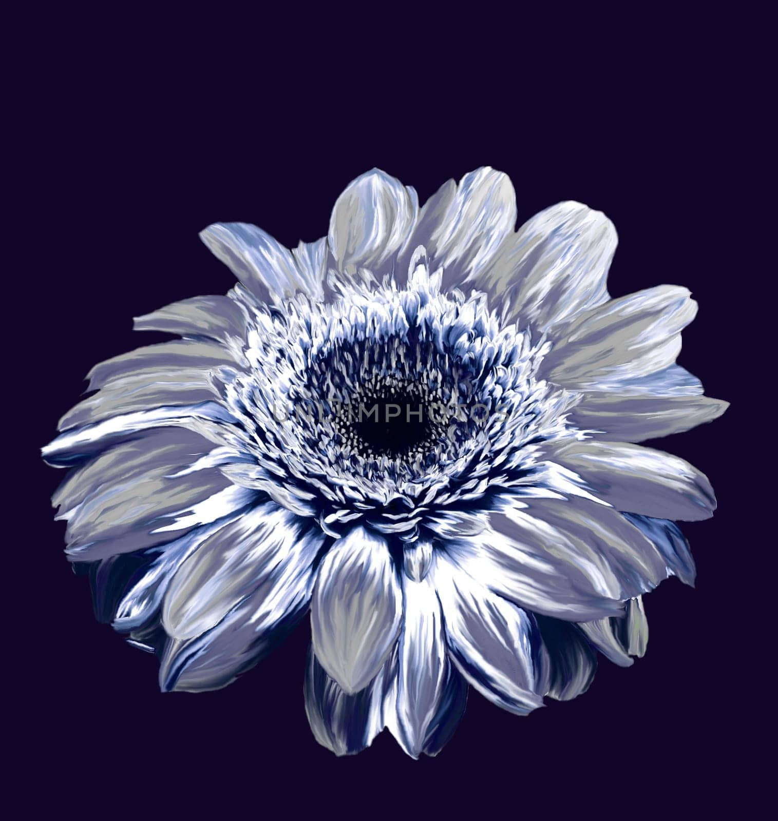 Gerbera - from the Asterceae/Compositae family,lat. Gerbera hybrids