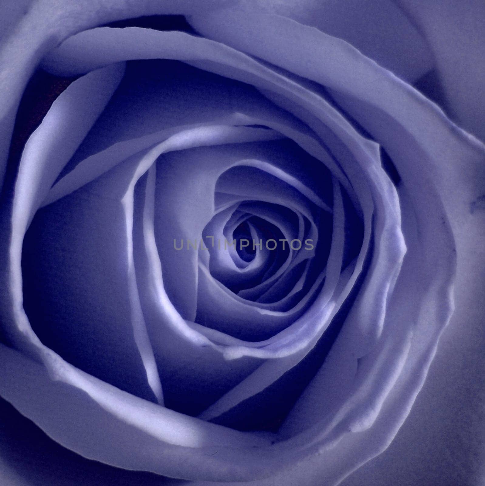 Rose,lat. rosa chinensis