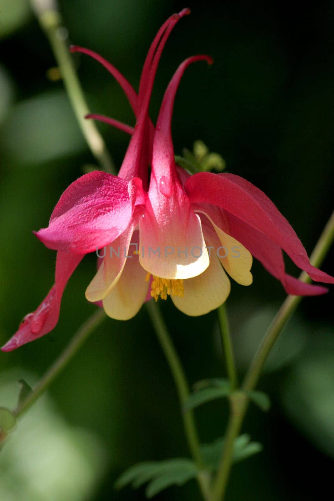 Columbine