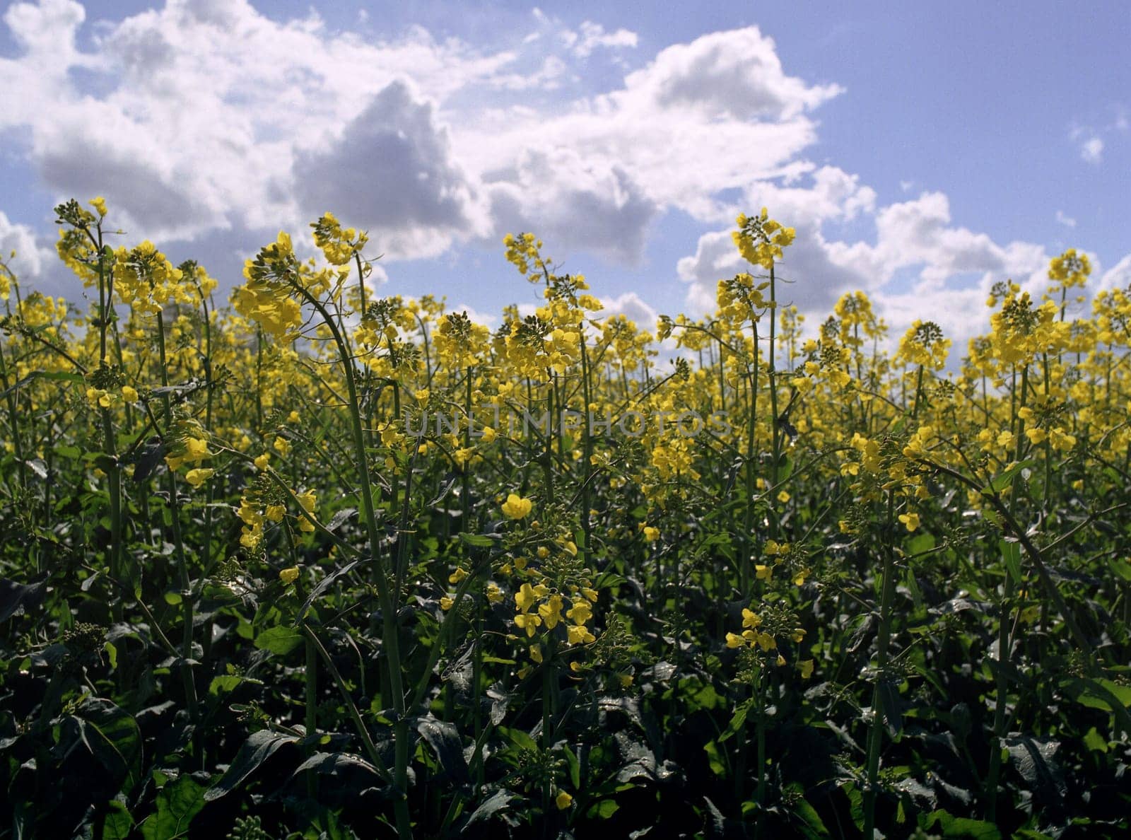 At the rapeseed field