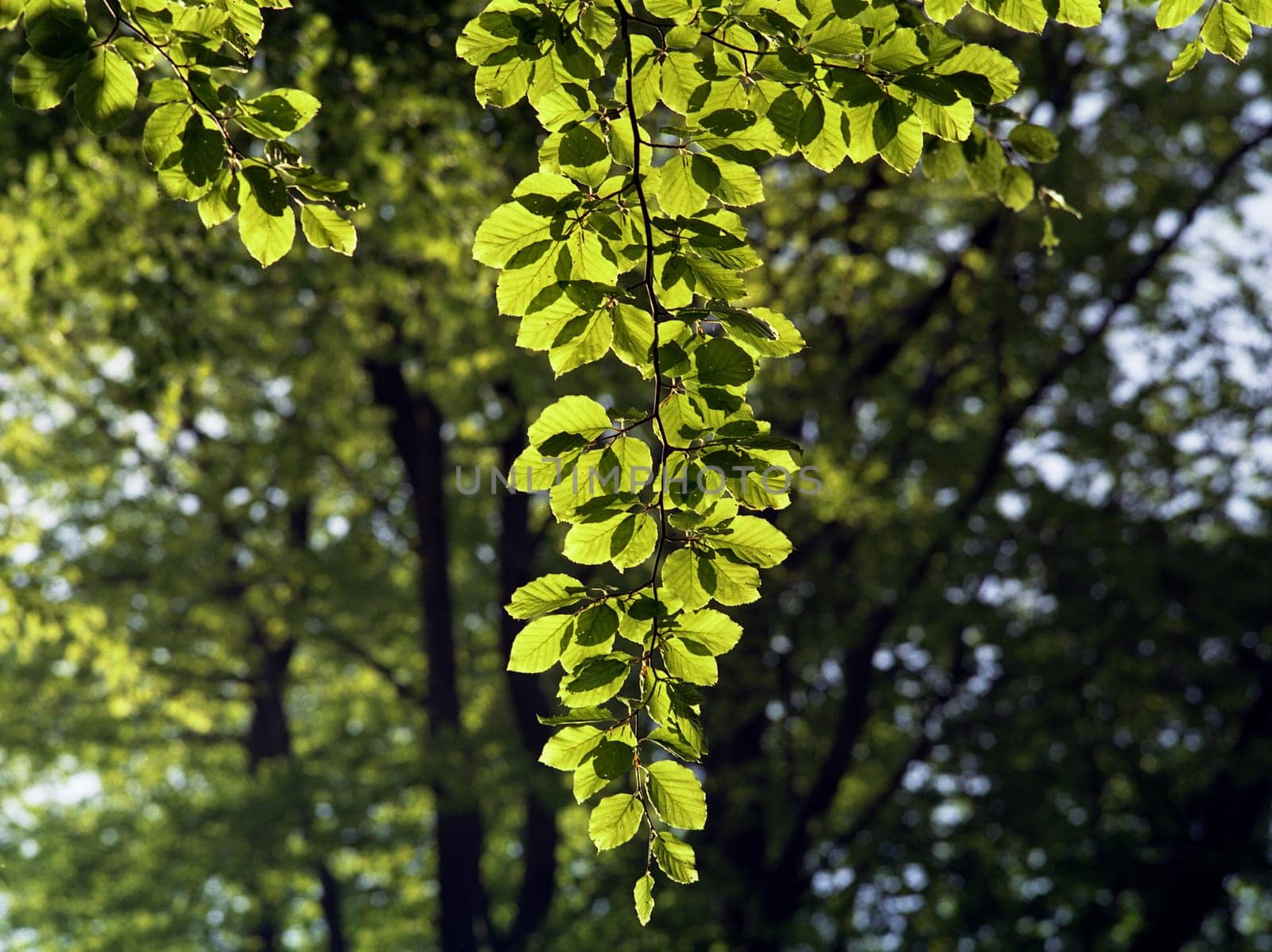 In the morning in the forest