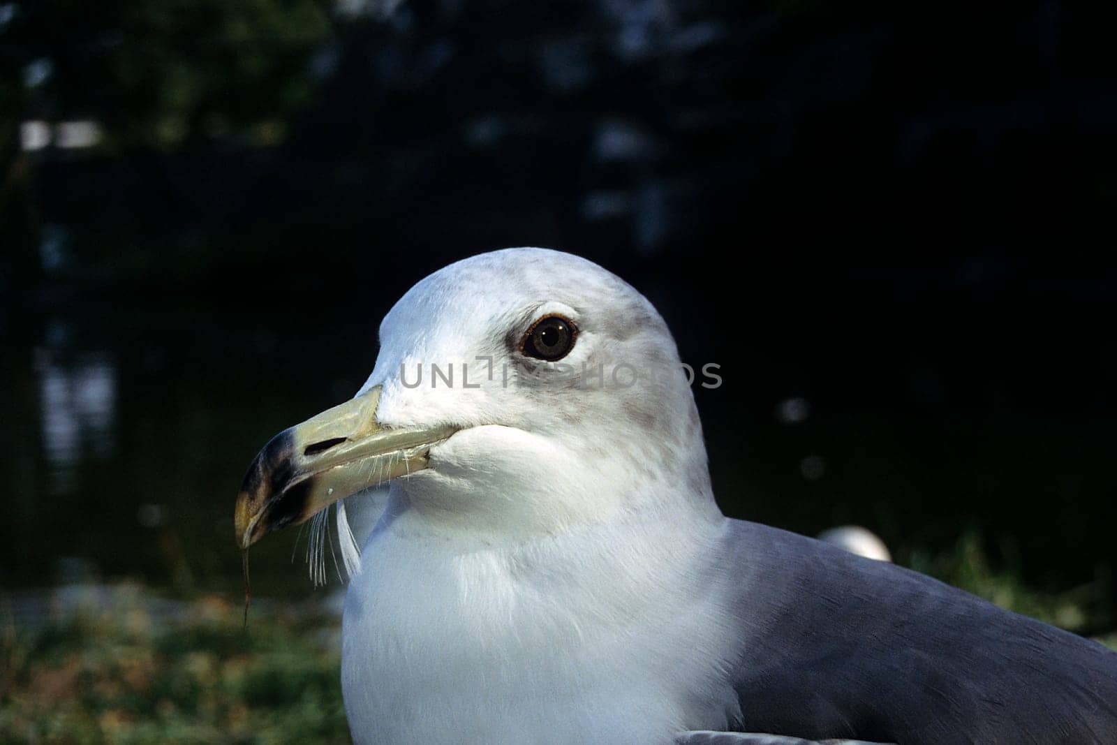 Gull