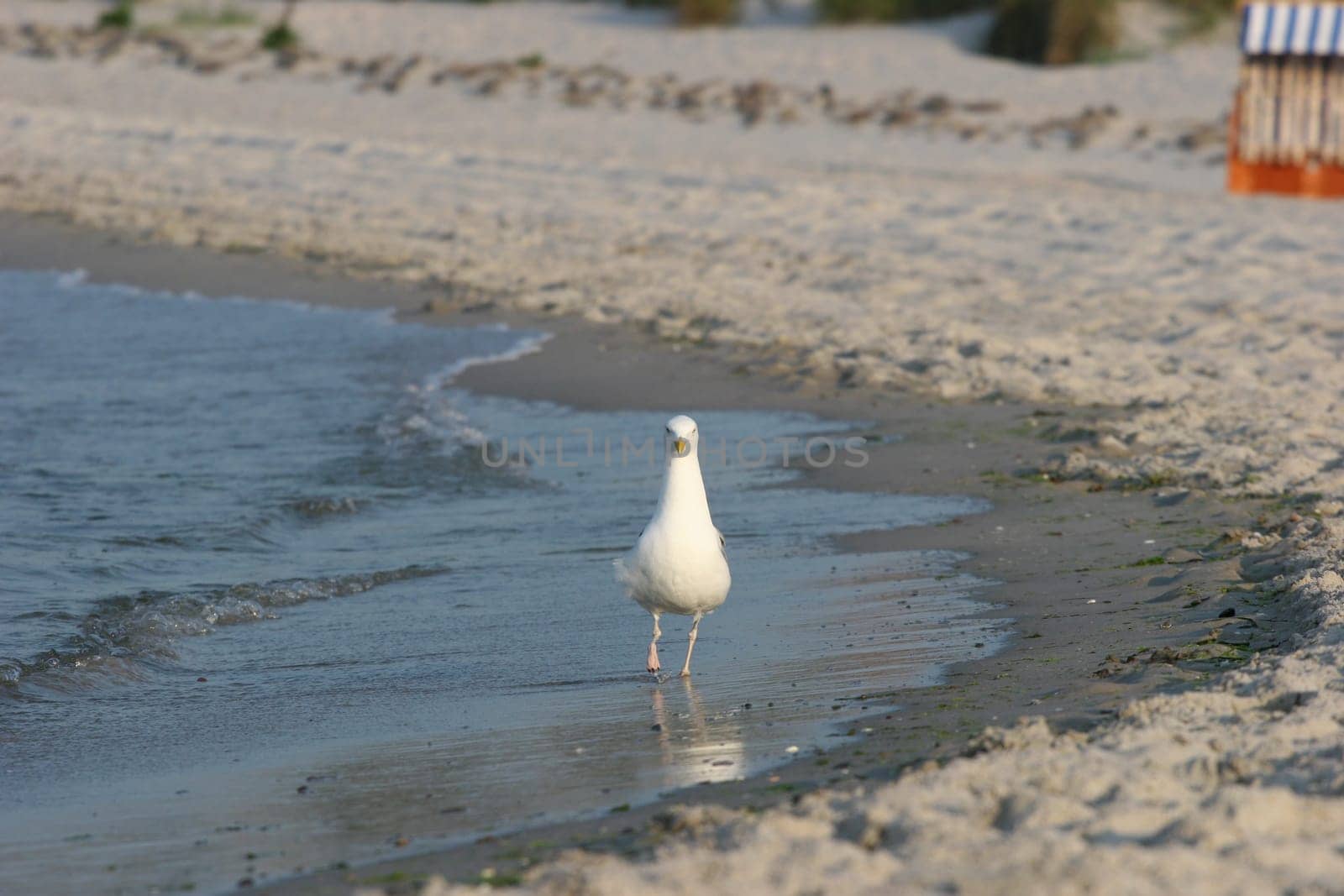 Baltic Sea,California(Schönberg)