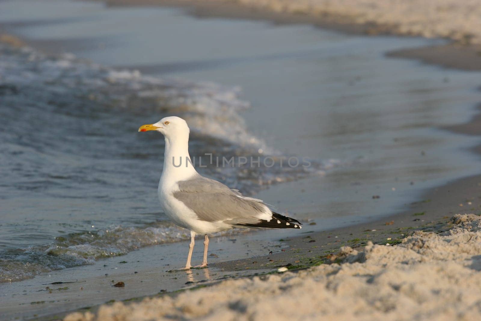 Seagull on the beach