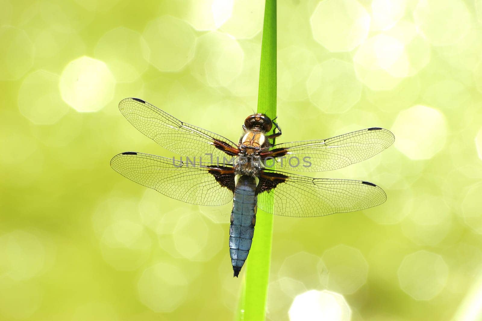 Dragonfly - flat-bellied