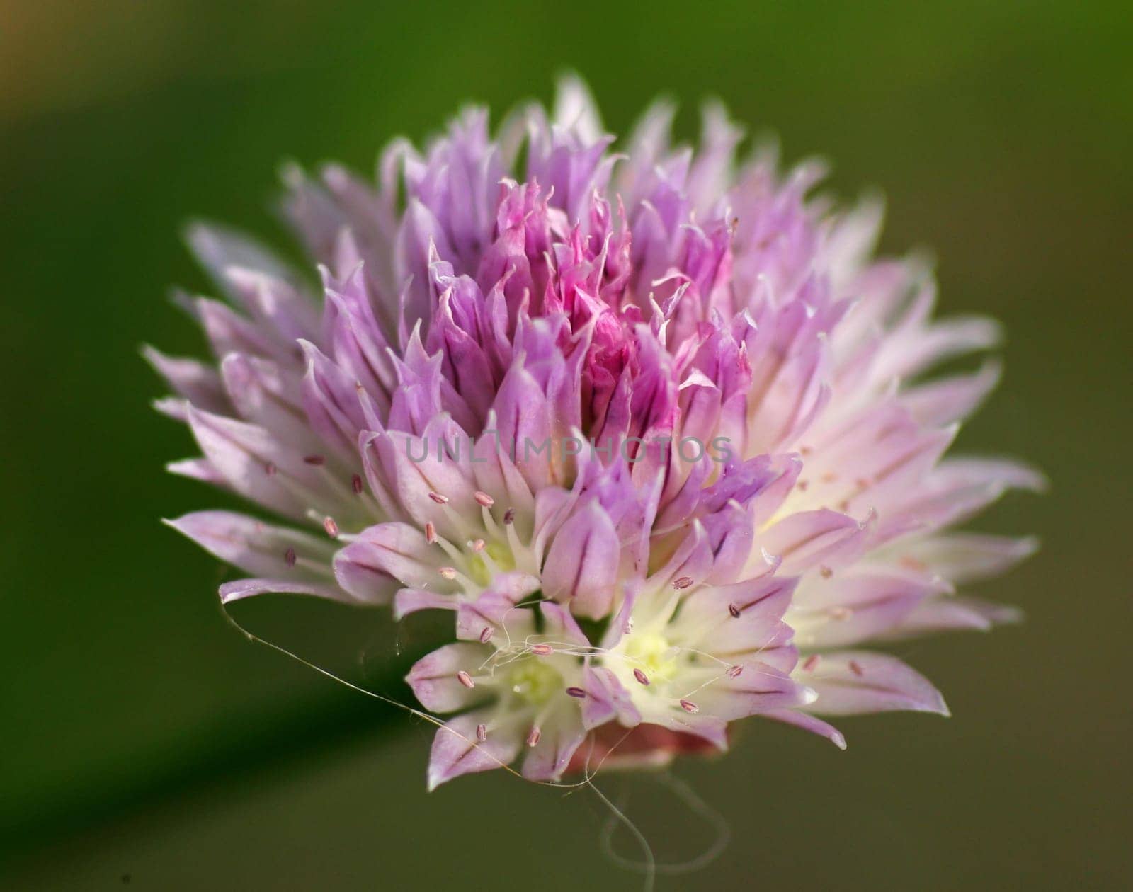 Help,what is the name of this flower??? ... I'm a little gardener... Greeting Bea