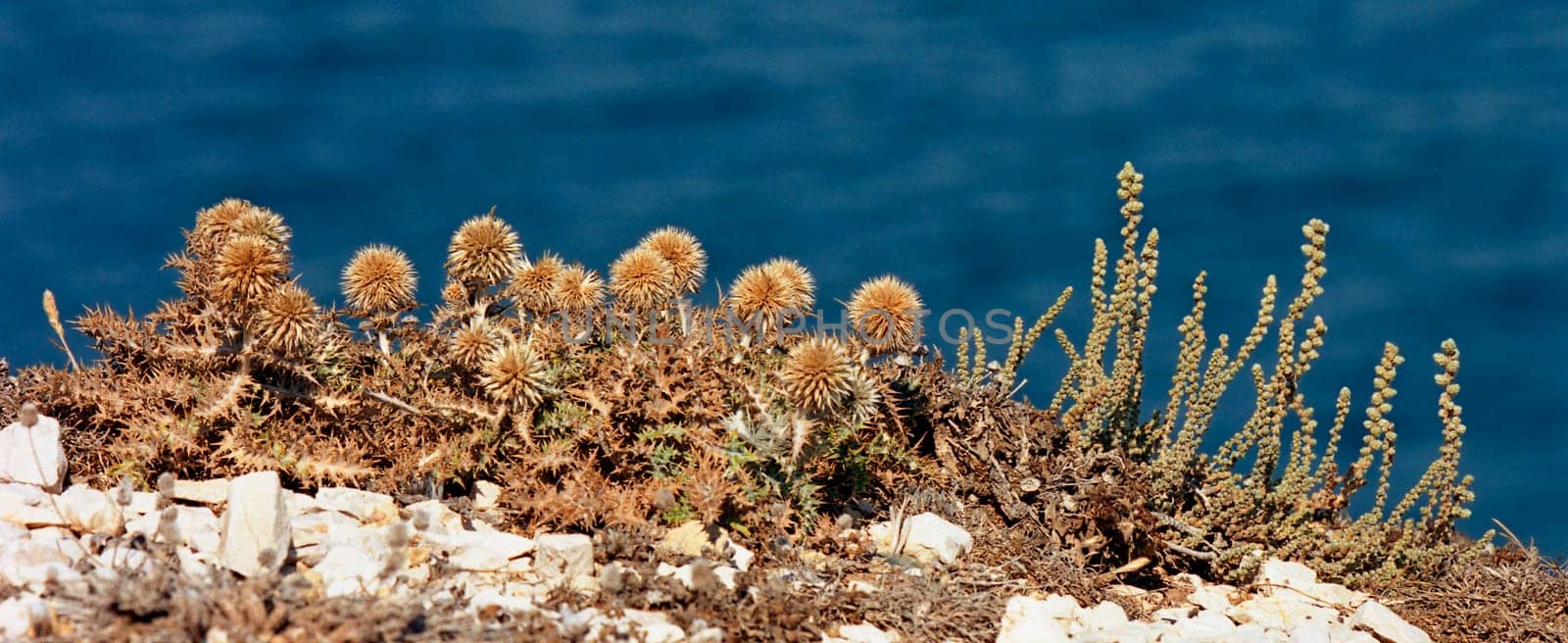... seen on Iles du Frioul before Marseille