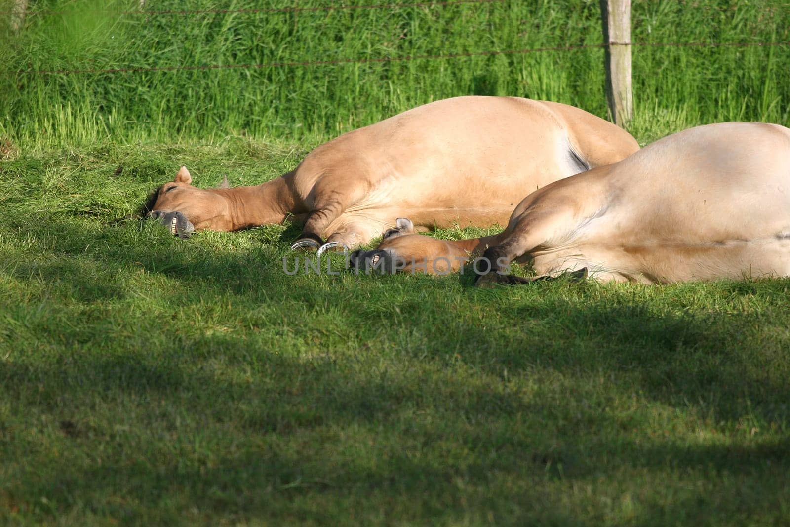 The singing horses... schnaarrrsch