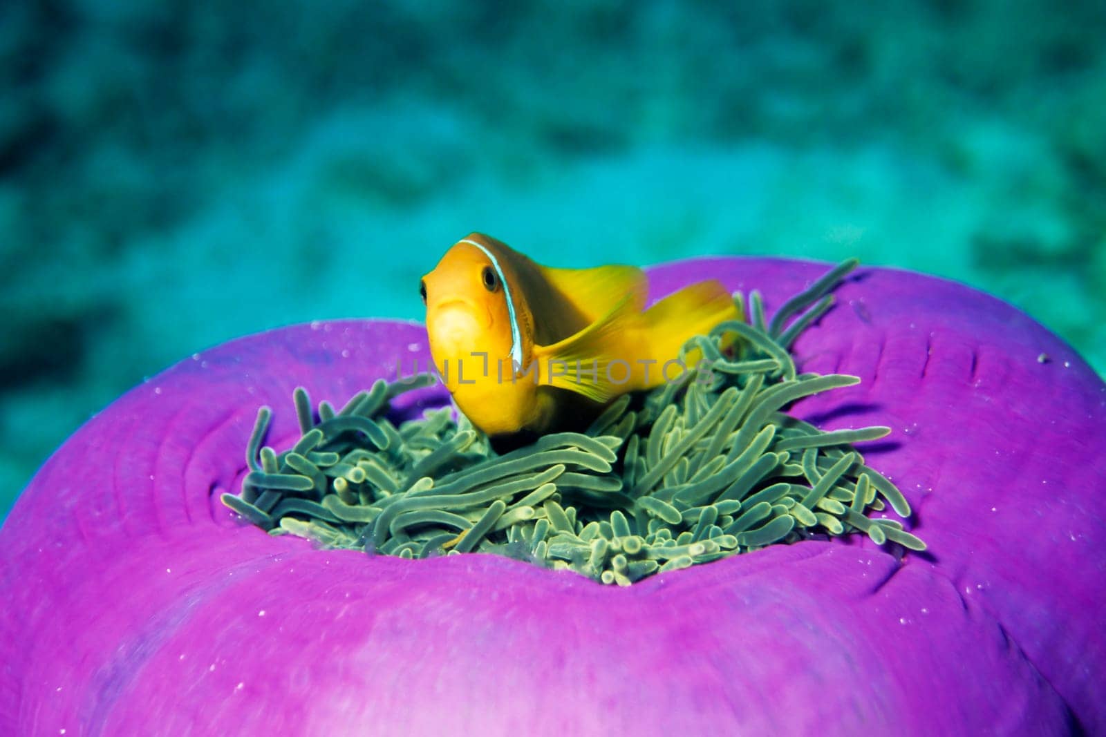 Anemone fish,Maldives. Nikon F50 in SEALUX body,Subtronic SF 3000 flash,Fuji Velvia.