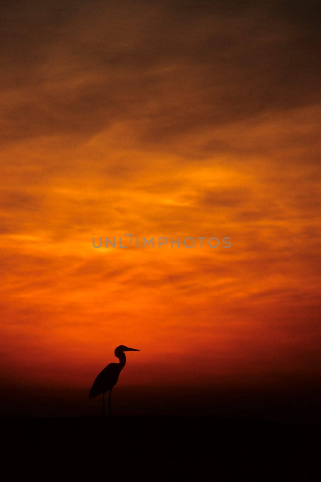 Maldivian heron in sunset. Taken in Ellaidhoo/Maldives in the Ari Atoll. Kodak Elite Extra Colour.