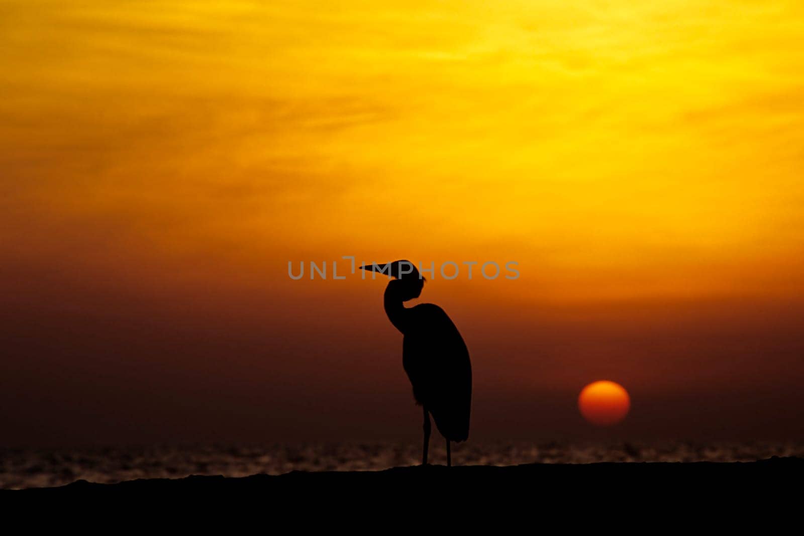 Maldivian heron in sunset. Taken in Ellaidhoo/Maldives in the Ari Atoll. Kodak Elite Extra Colour.