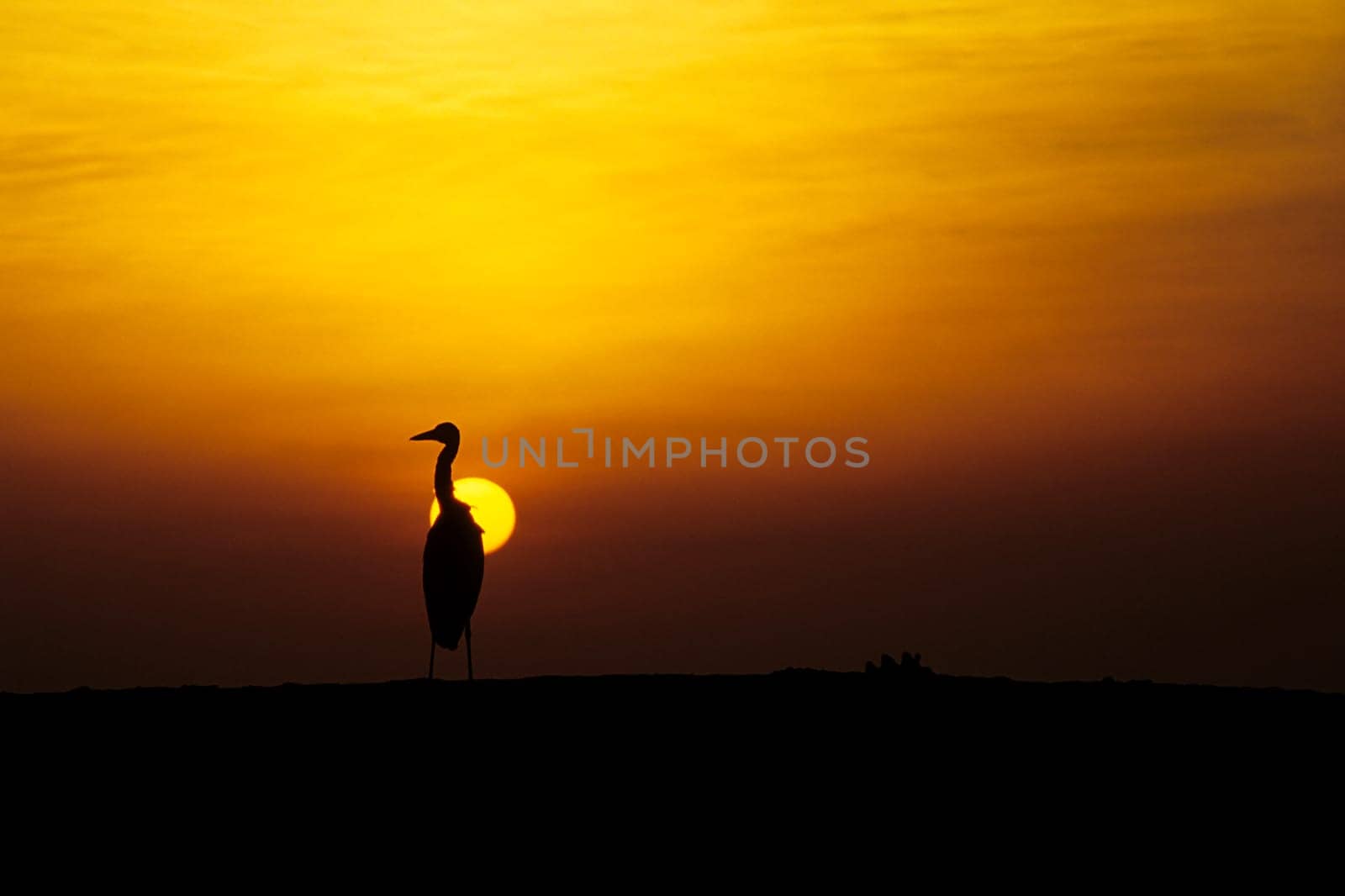 Maldivian heron in sunset. Taken in Ellaidhoo/Maldives in the Ari Atoll. Kodak Elite Extra Colour.