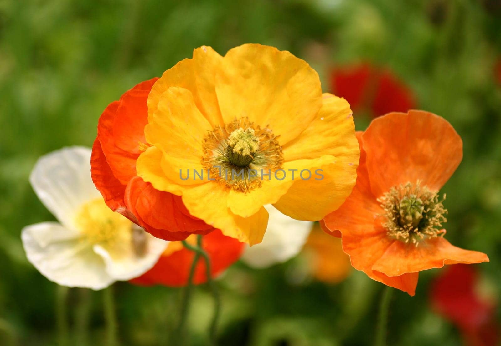 Today I went to a flower center. I'm already in my 3rd year of photography there,but I've never gotten poppies in front of the lens there yet.