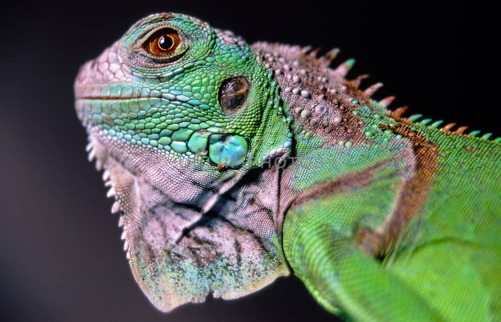 Green iguana,juvenile