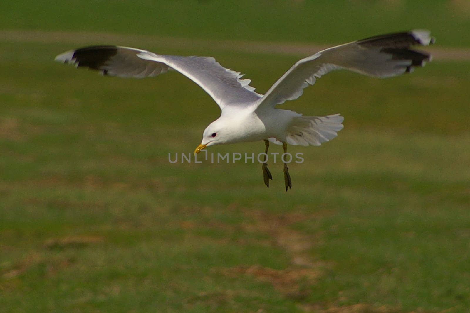 Low-level flight