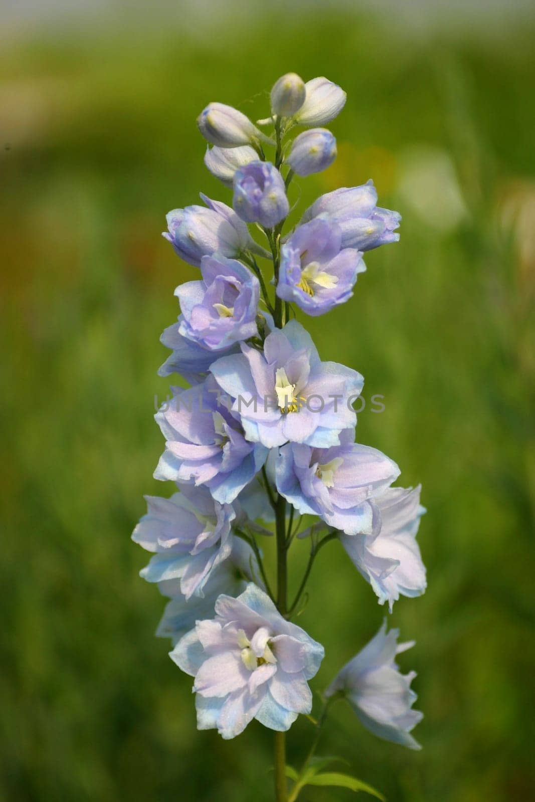 Delicate blue...