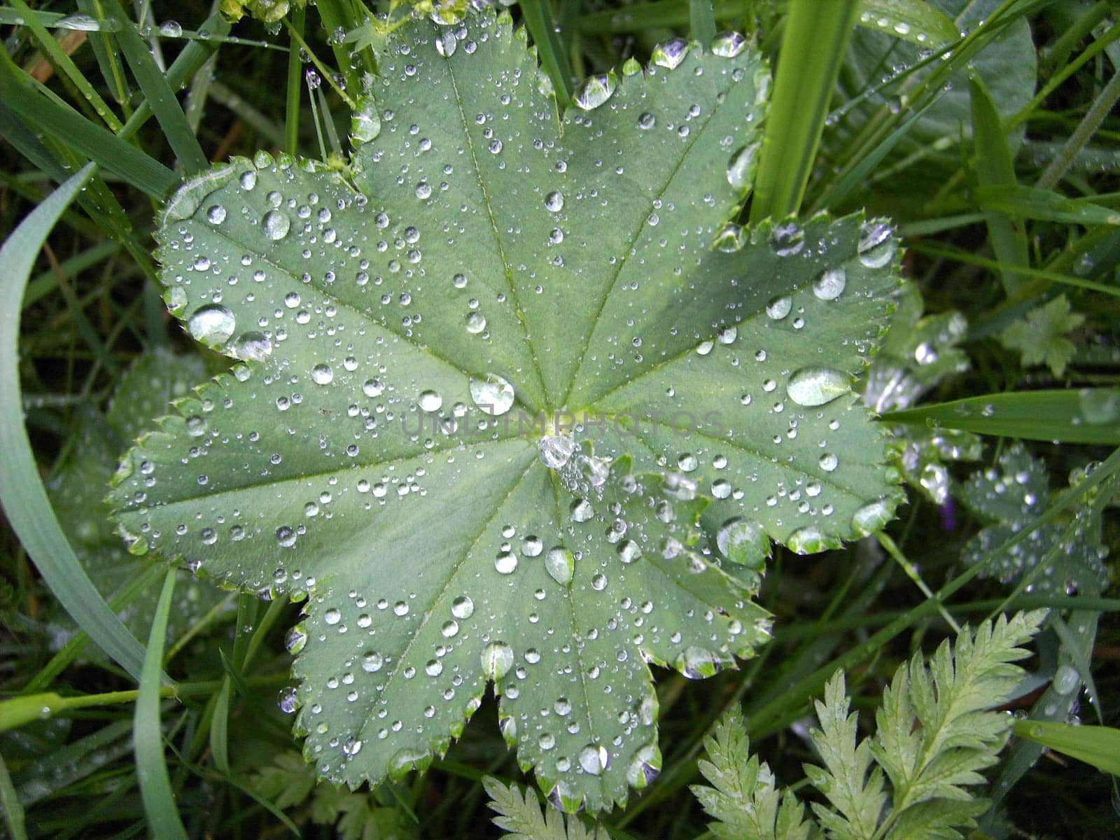 Morning dew