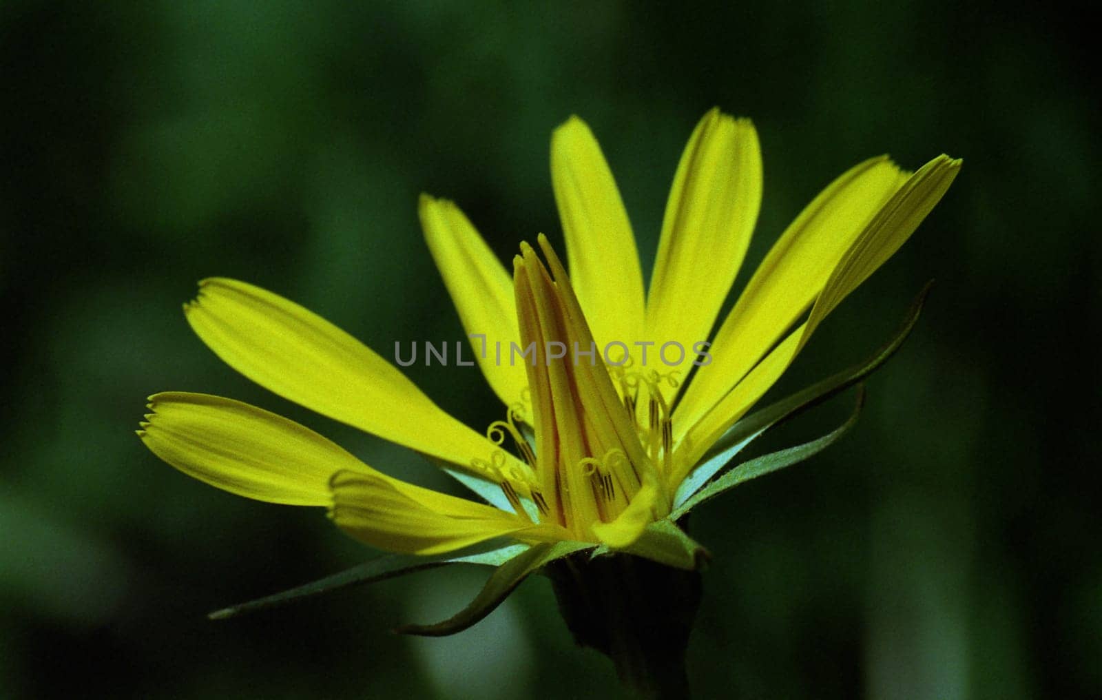 ... blooms in May/June in the Isar floodplains...