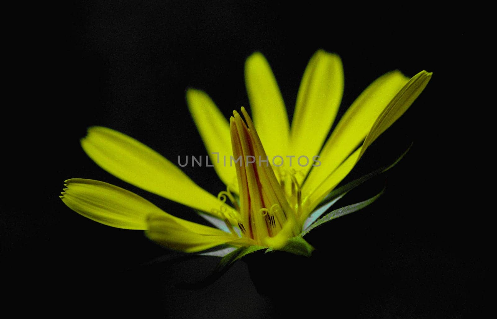 with Sigma 180mm Ex Macro,approx. 1:2,f/10,1/90s