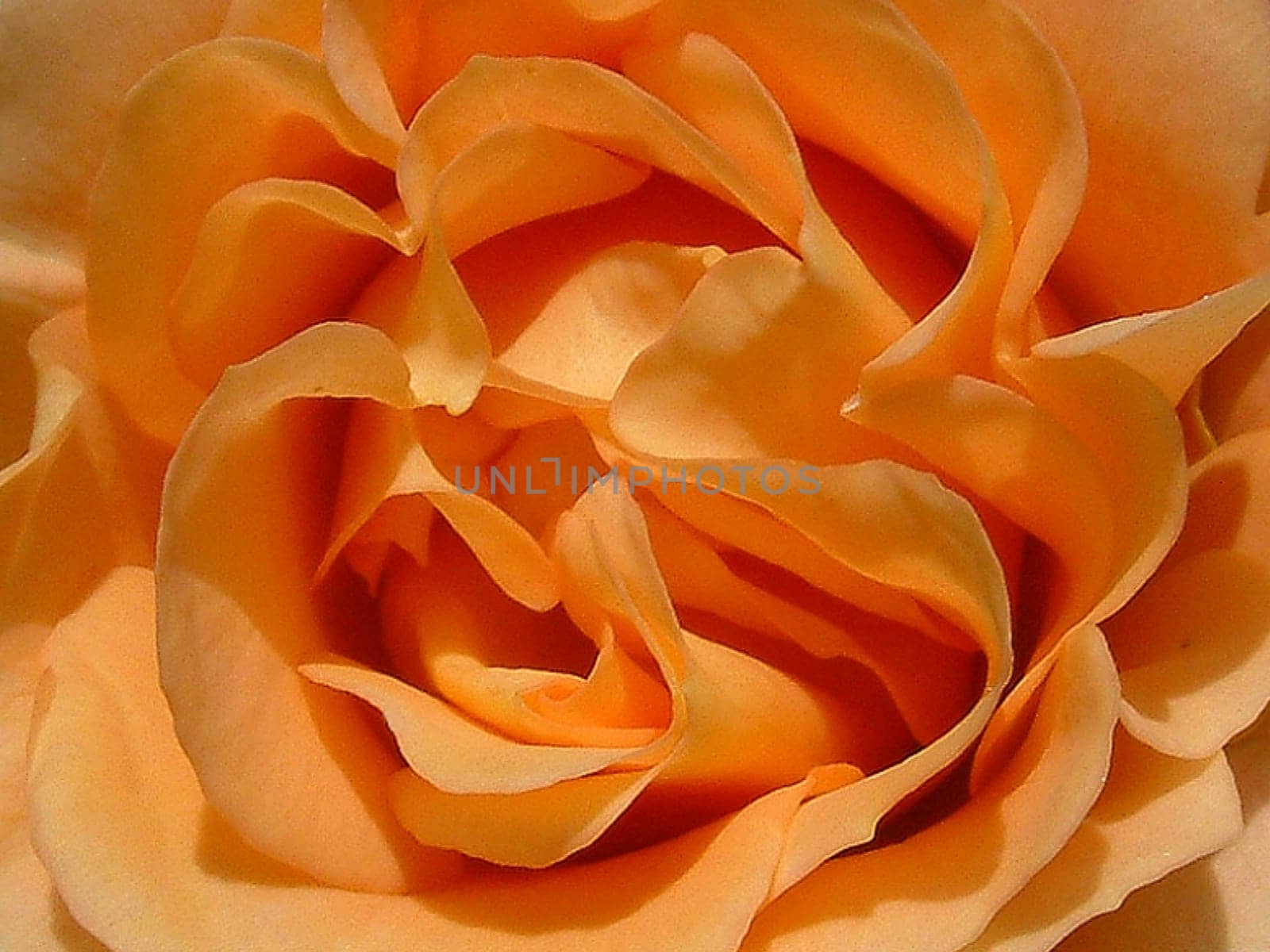 rose without hip without rosehip