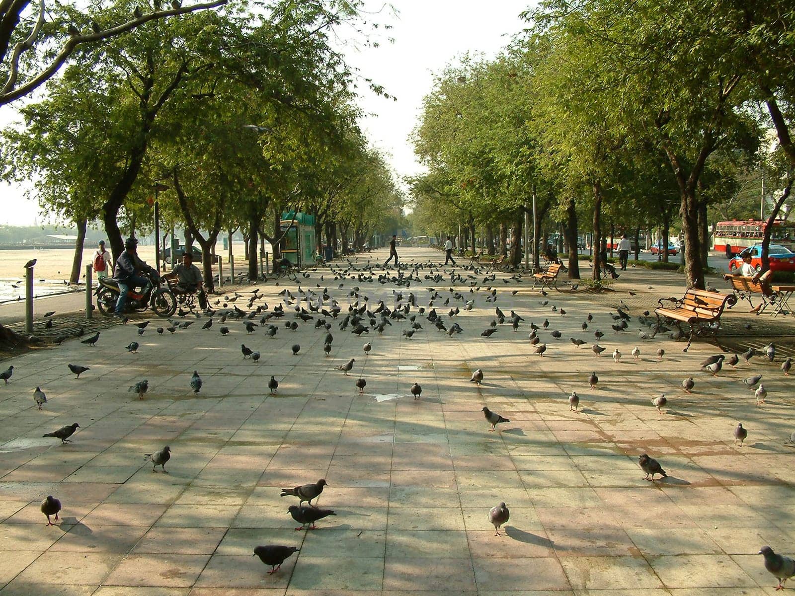 Pigeons at Sanam Luang
