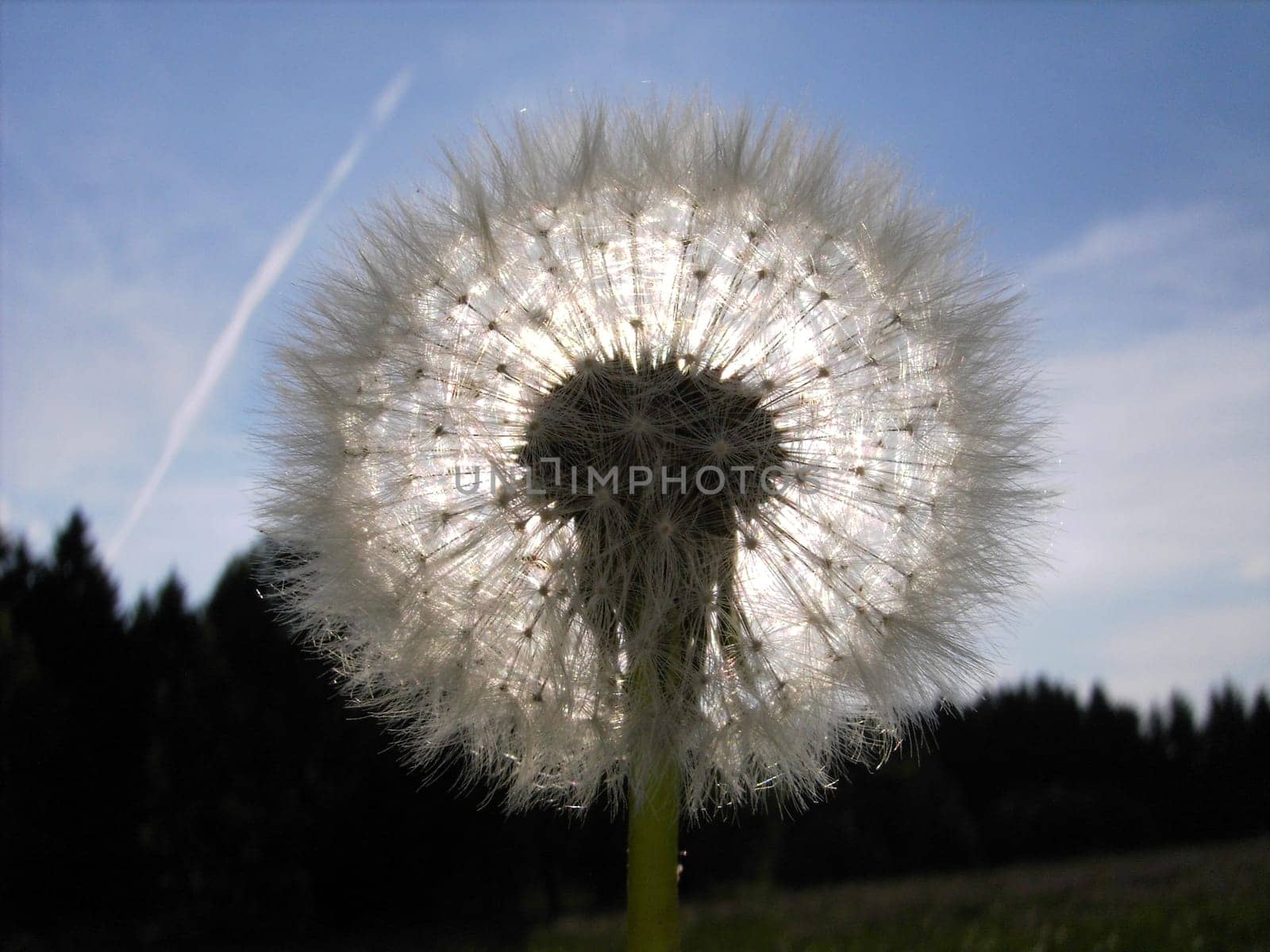 Through the flower