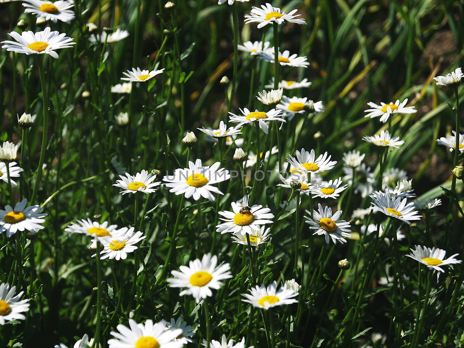 daisies