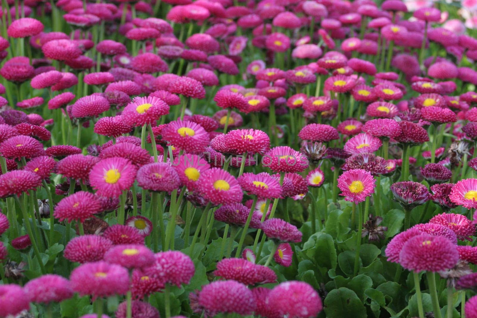 Bellis