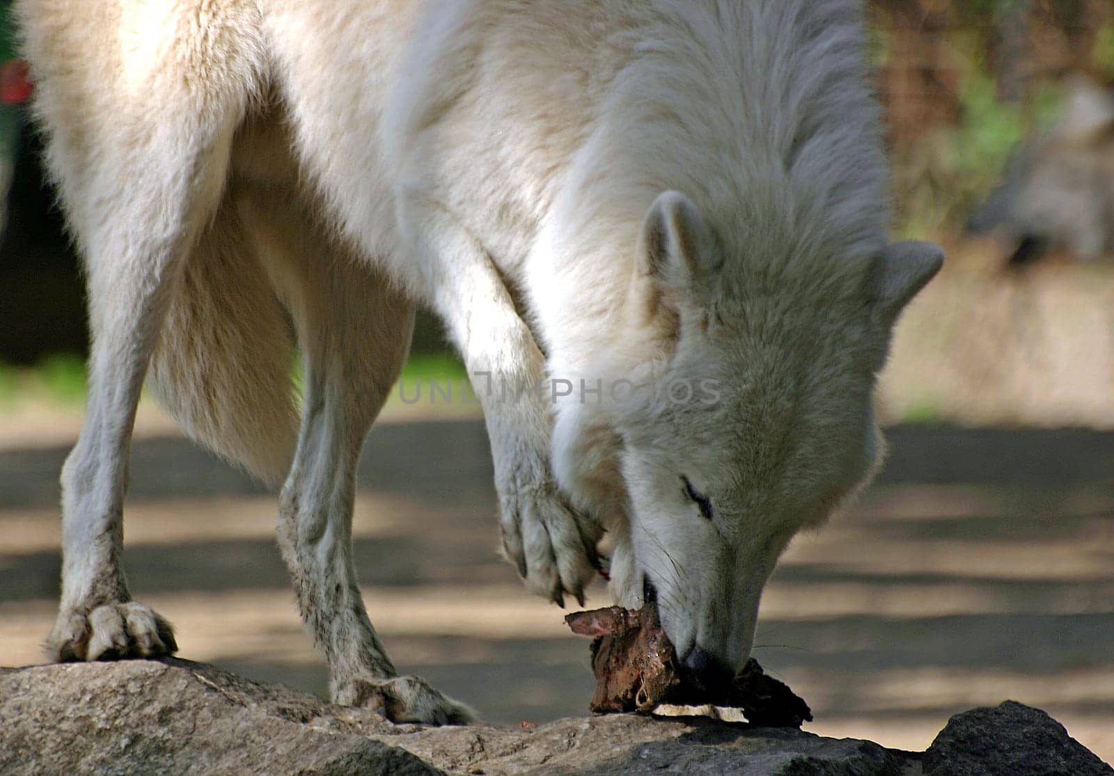 white wolf