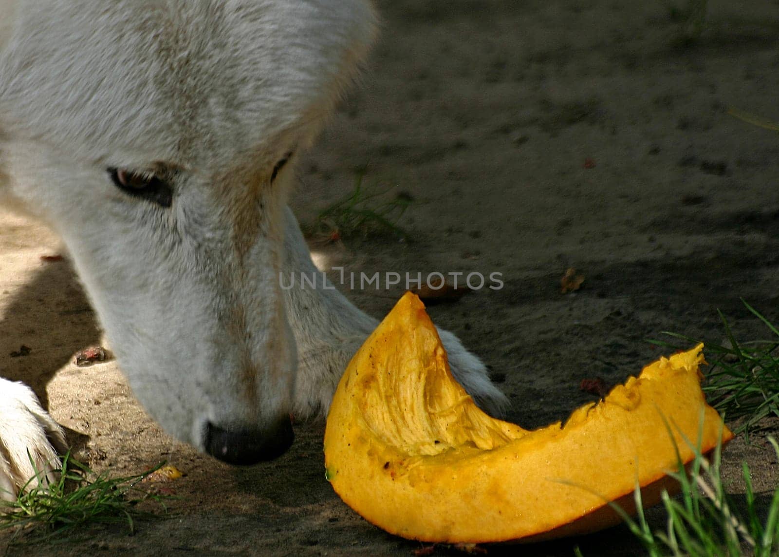white wolf