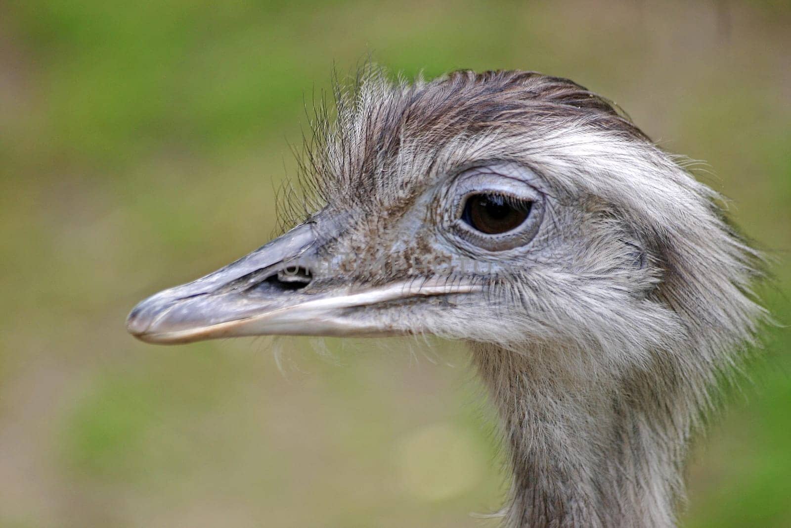 Greater rhea
