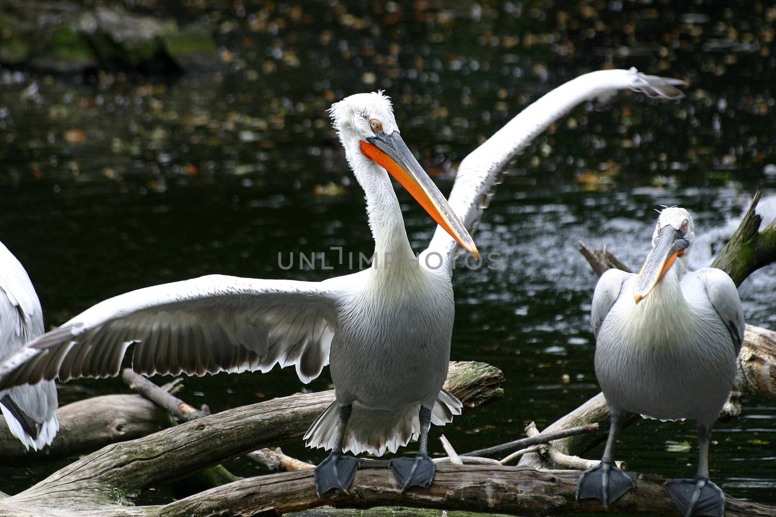 ... It was so big! (Angler/Pelican Latin)  :-)