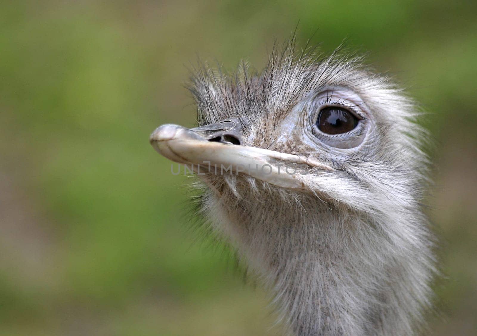 Greater rhea