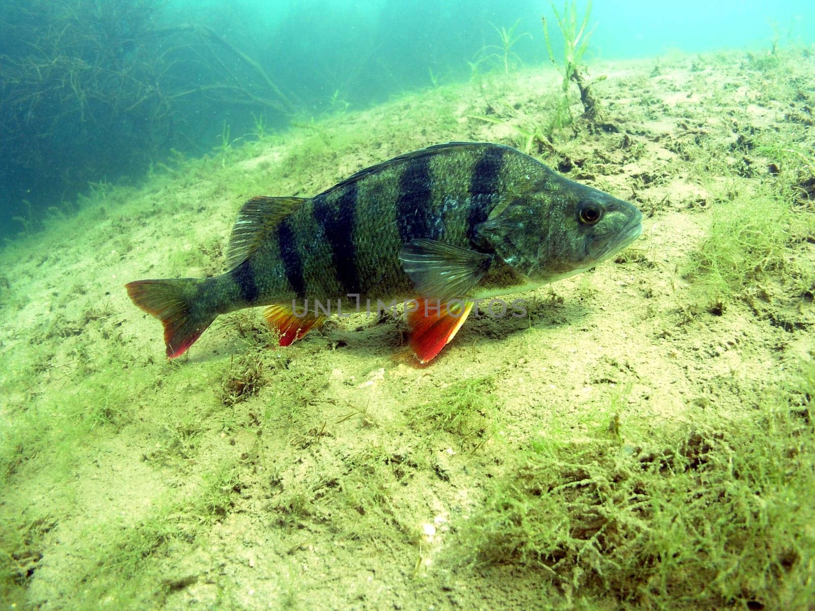 an "old knocker"" of well over 40cm in length. After the stress of spawning,in the spring,many of them die. With the calmness of a ""pensioner"" he let himself be photographed."