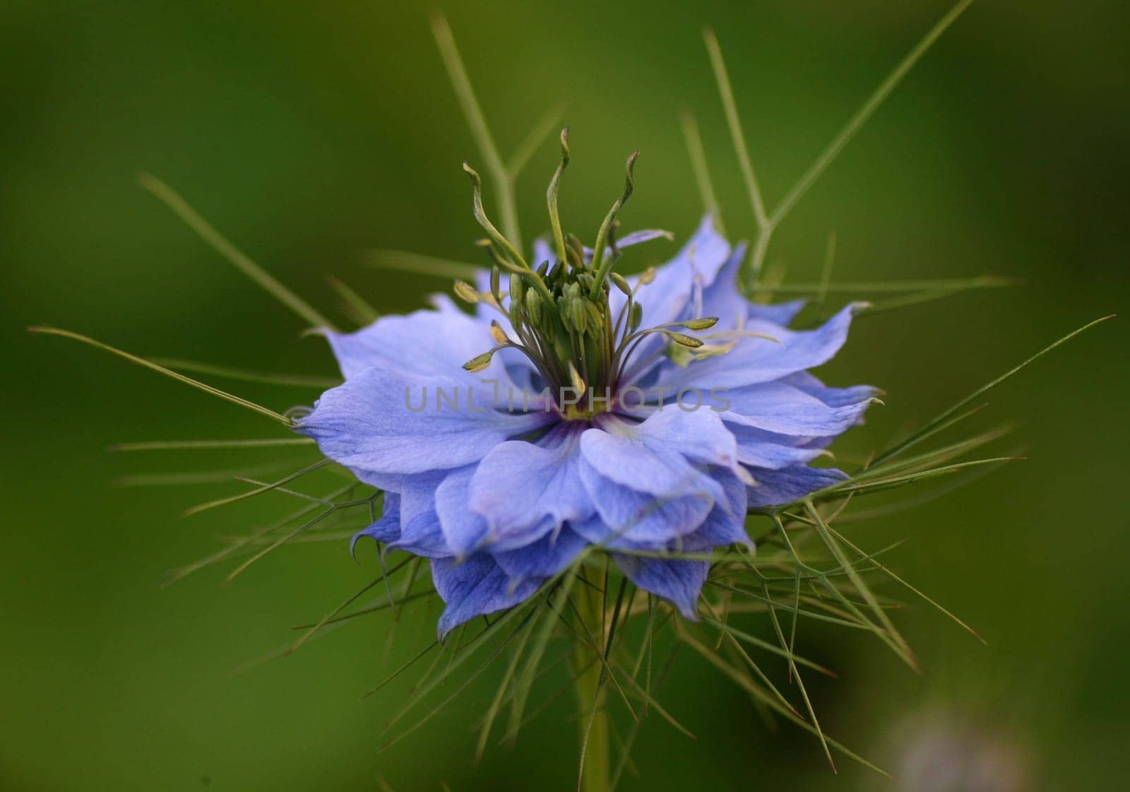 Blue Maiden in the Green