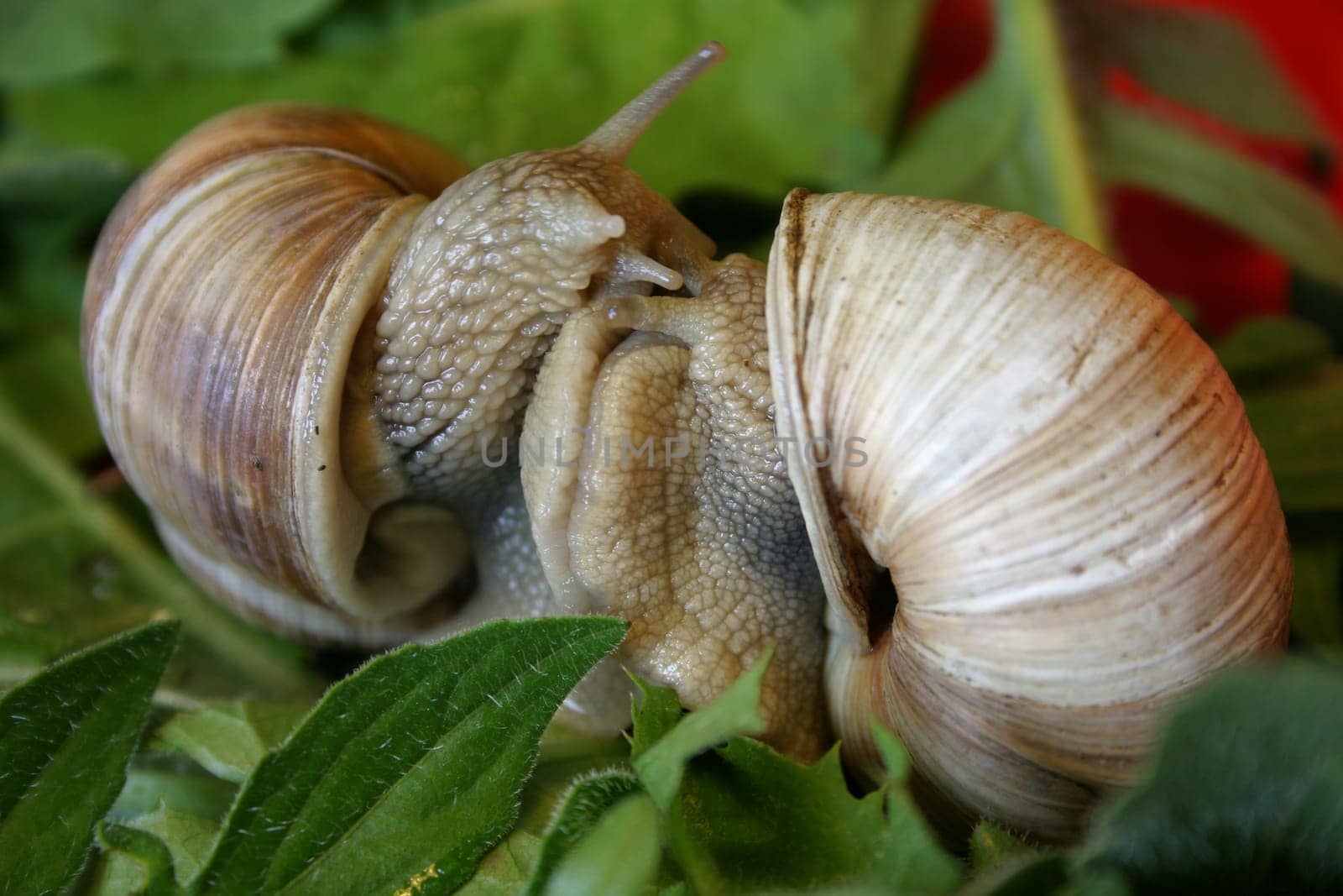 By the way,the very tender love foreplay of the vineyard snails can last up to 20 hours (!). The actual mating then goes "jerk-jerk""."