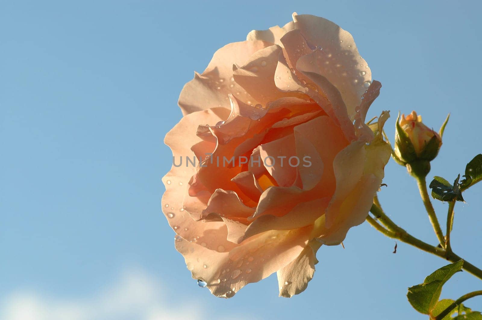 Created in June 2005. Nikon D70,Vivitar 100/3.5 Macro.