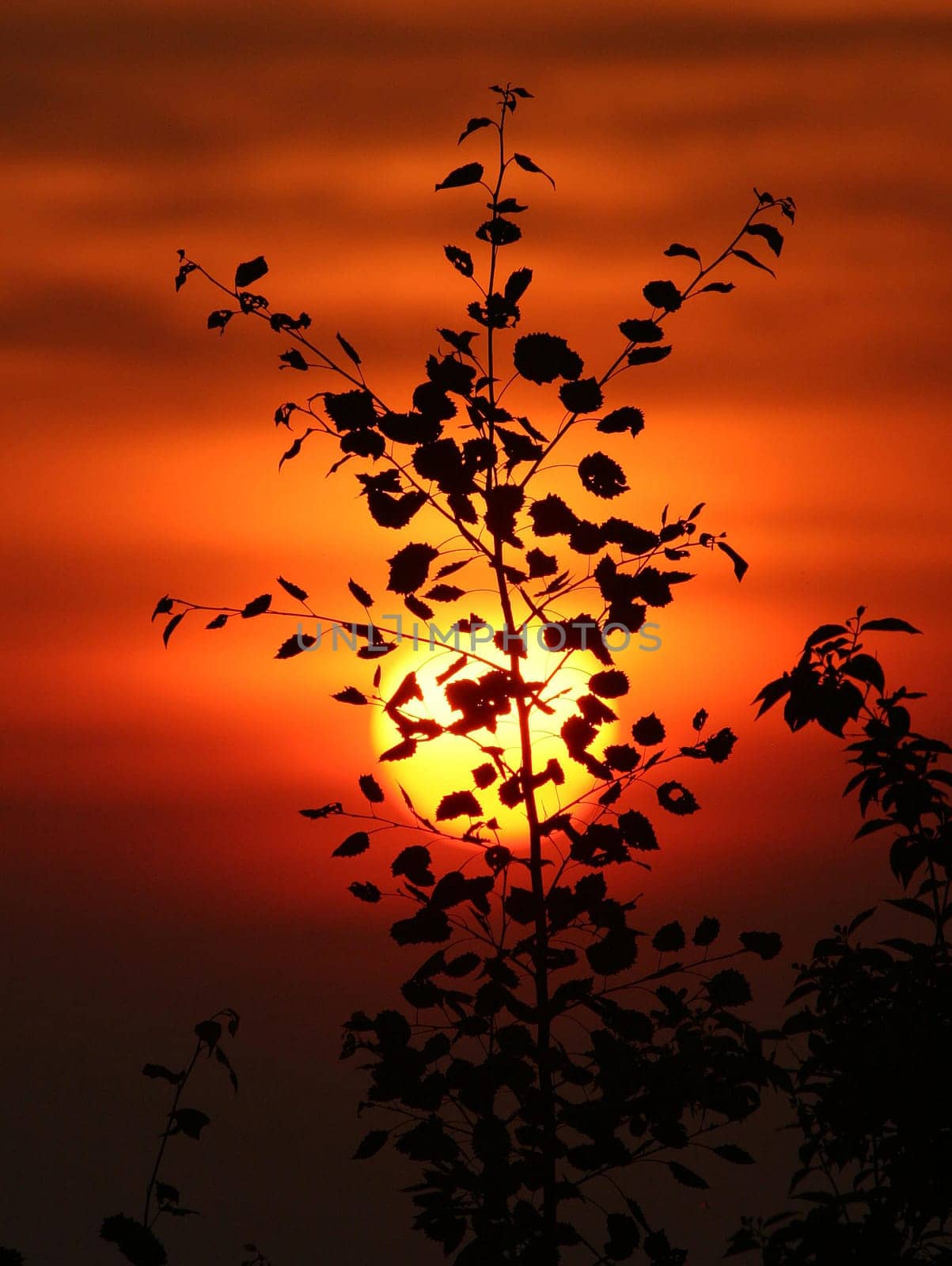 Sunlight